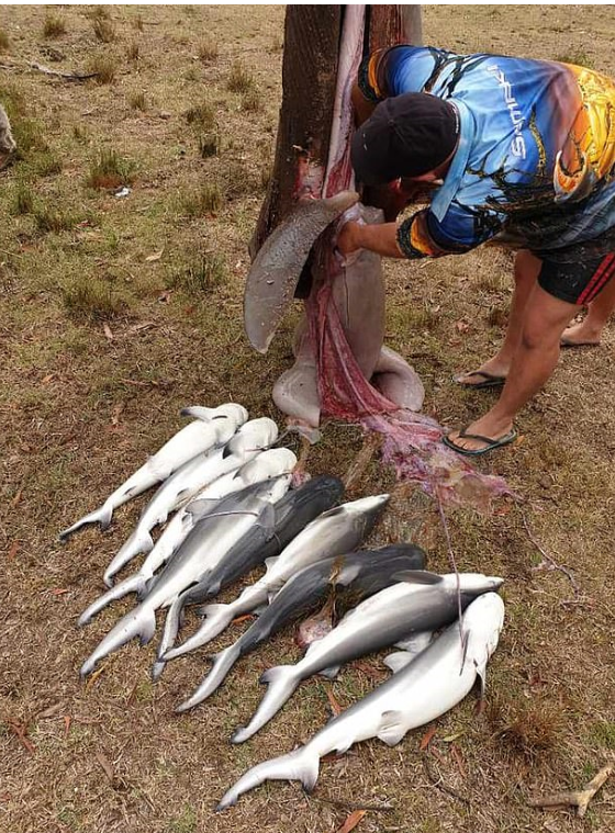 渔民切开一条捕获的大牛鲨肚子,竟发现8条牛鲨宝宝
