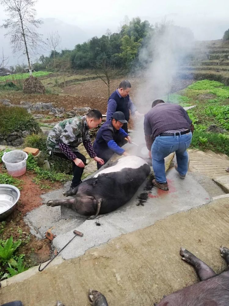 古蔺农村杀年猪,装香肠炕腊肉,想吃吗?