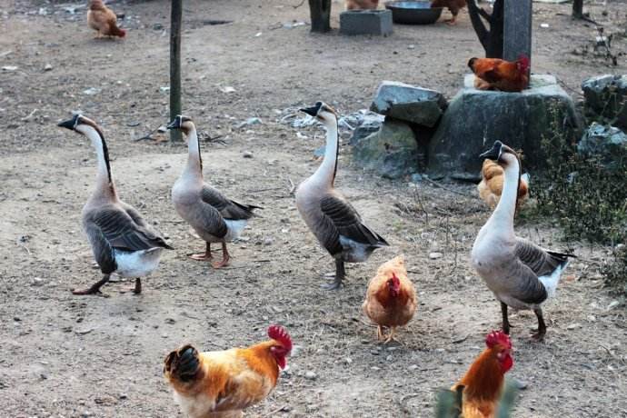 农村喜欢鸡鸭鹅一起养,这种混养模式有何好处?涨知识了