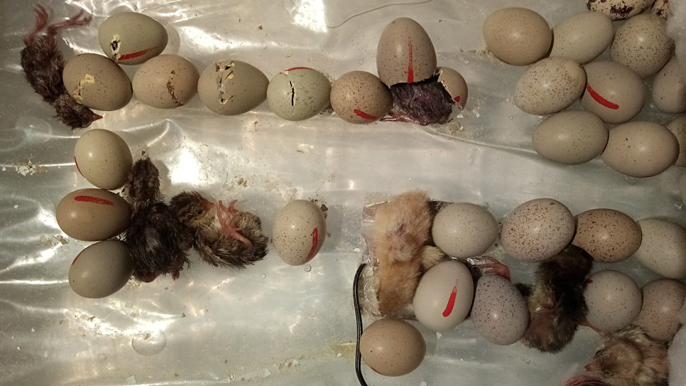 如何孵化鹌鹑蛋?水床孵化器孵化鹌鹑蛋的步骤及技巧