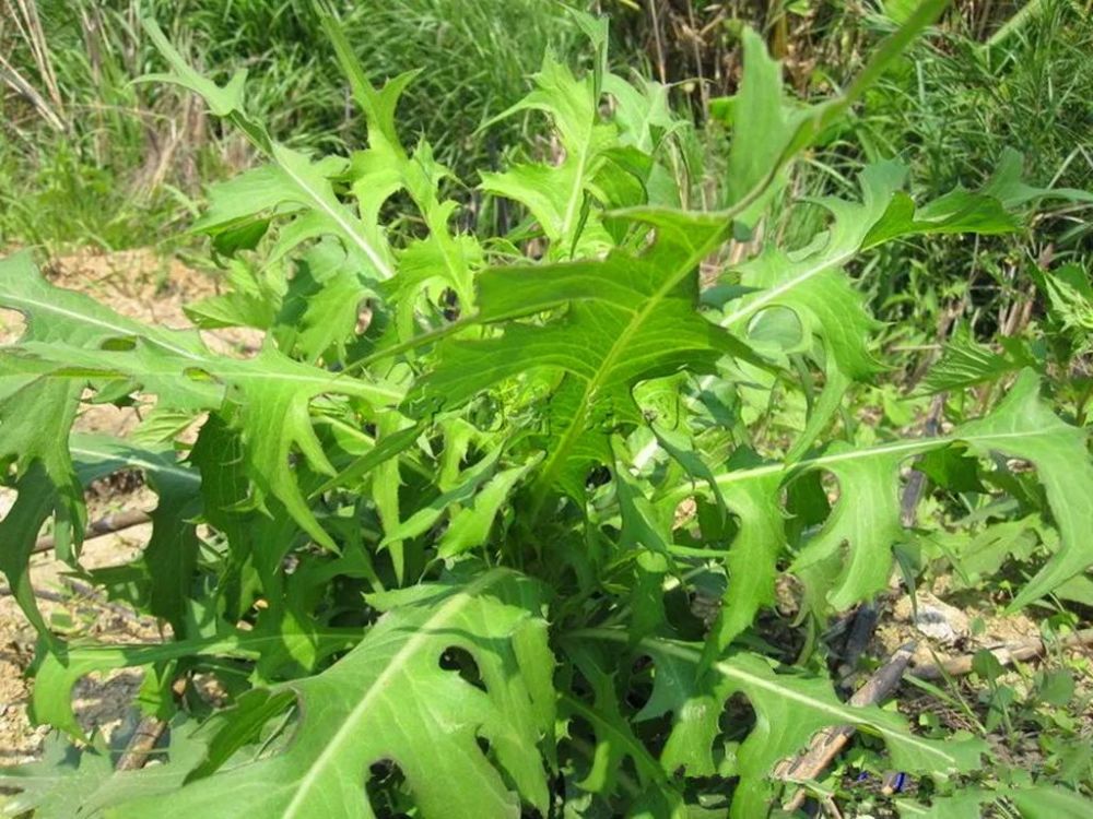 山莴苣又名野生菜,土莴苣,鸭子食,野莴苣,野大烟等, 不知他们那里叫