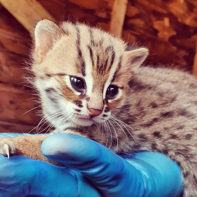 它是世界上最小的猫,个头不大却很勇敢,完美诠释凶萌的意义