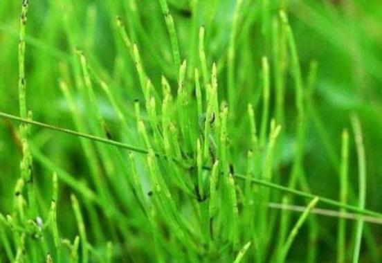 农村常见的一种"缺德草",上世纪见1株除1株,不知是珍贵"黄金草"