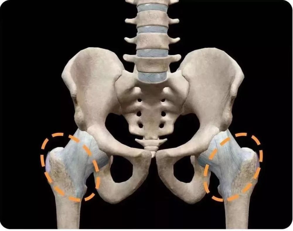 假胯宽指的是骨盆下侧,大腿上侧的骨盆衔接处突出,正常情况下胯部最宽
