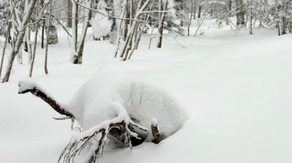 什么雪皑皑成语_雪之下雪乃(3)