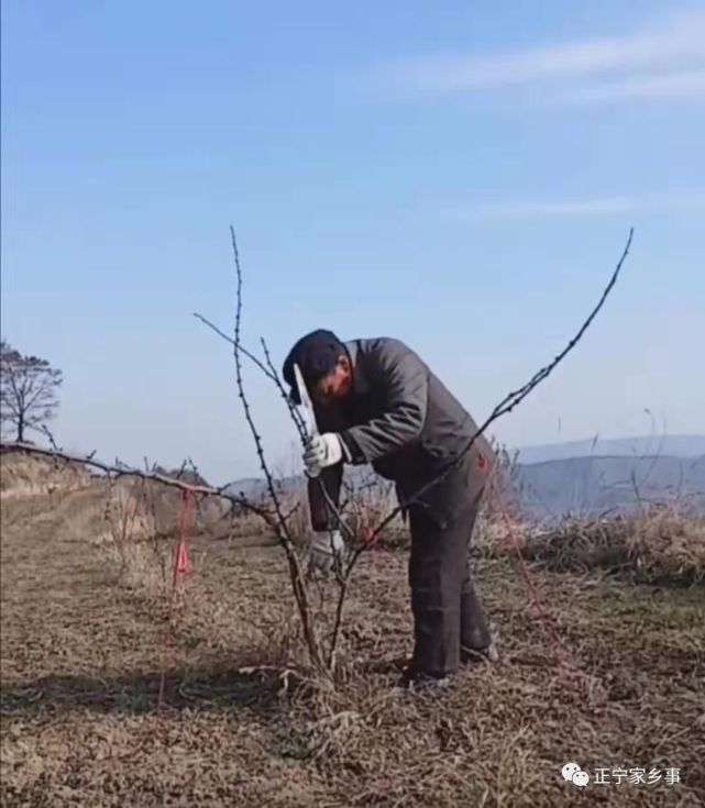 修剪花椒树