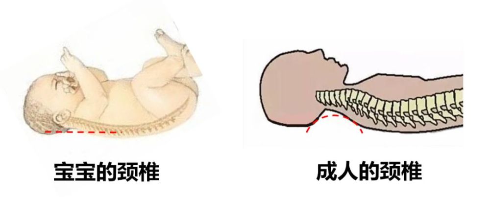 枕头没用对,伤娃脊椎!影响脑发育!