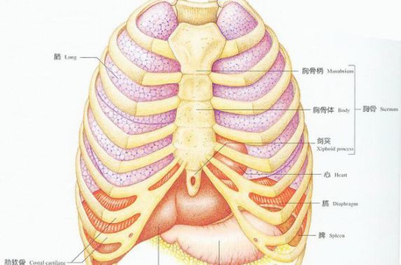 胸壁由12对肋骨构成,其中第1-7对肋骨在前后方分别与胸骨和脊柱通过