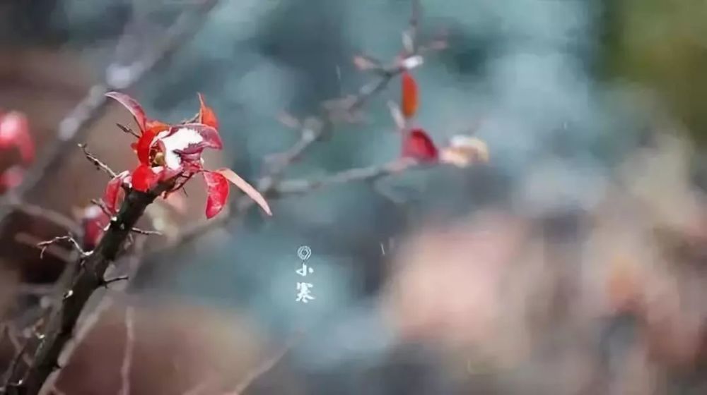 年味渐浓,游子思归