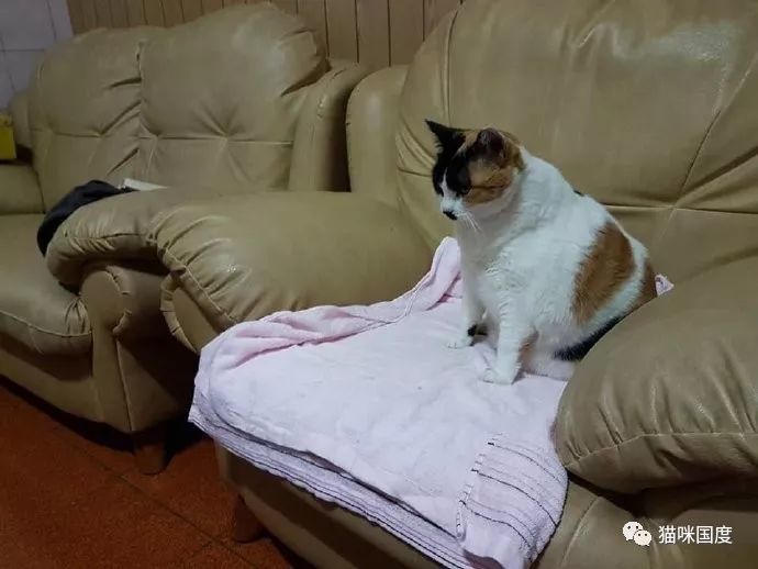 铲屎官发现猫咪总是自己睡在三楼客厅,于是上去陪猫咪