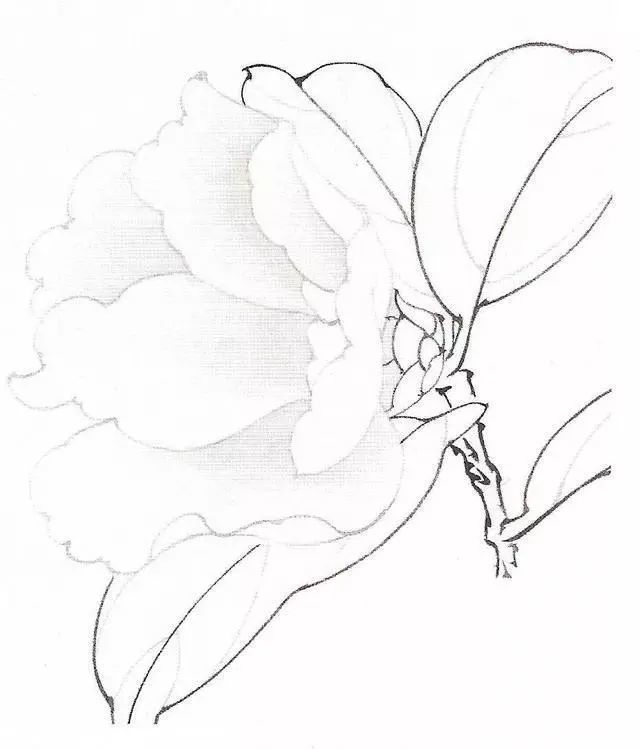 工笔画茶花画法及茶花白描画谱