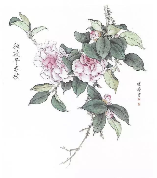 工笔画茶花画法及茶花白描画谱