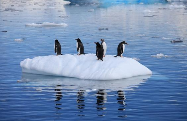 南极冰川持续融化,出现了不该出现的"东西",科学家:你