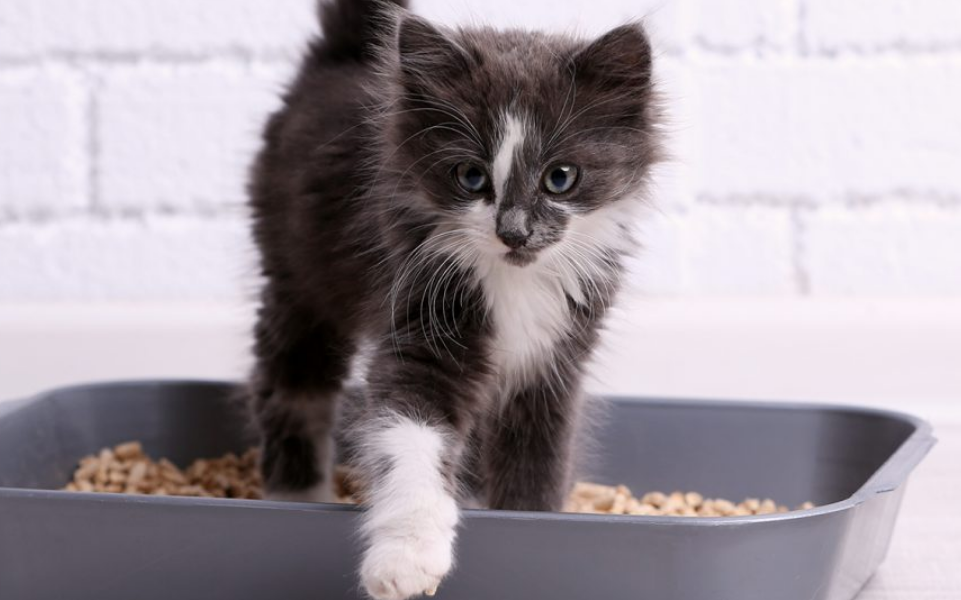 猫人口尿口_人口普查(2)