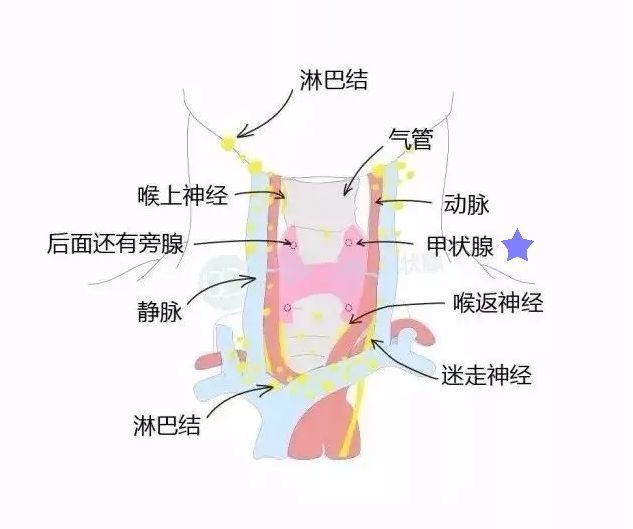 甲状腺与咽喉位置相邻,两者疼痛的部位都在颈部,一些患者出现发烧