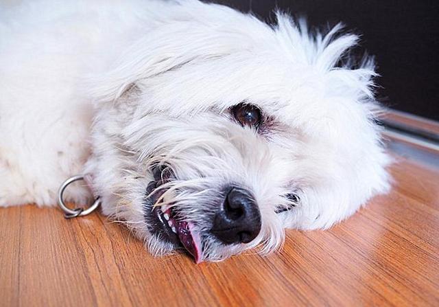 犬瘟热和犬流感如何区分?铲屎官切勿凭经验诊断,耽误狗狗治疗