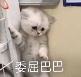 表情包:满脑子的智慧,硬生生地撑大了我的脸