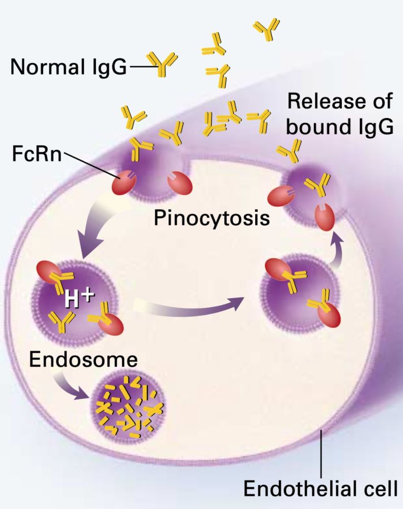 当 血浆中的游离抗体被细胞胞吞至胞内体后,抗体通过fc区与fcrn结合