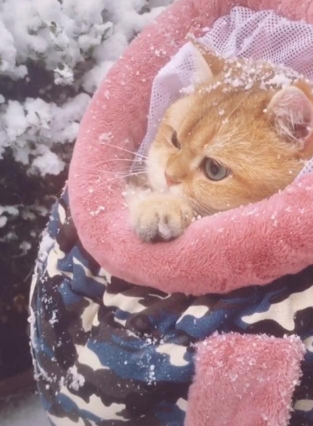 图 抖音很火的看雪猫