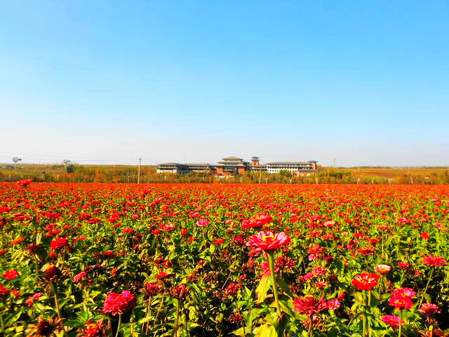 长春随拍——走进长春莲花山花海,亲近最美大自然