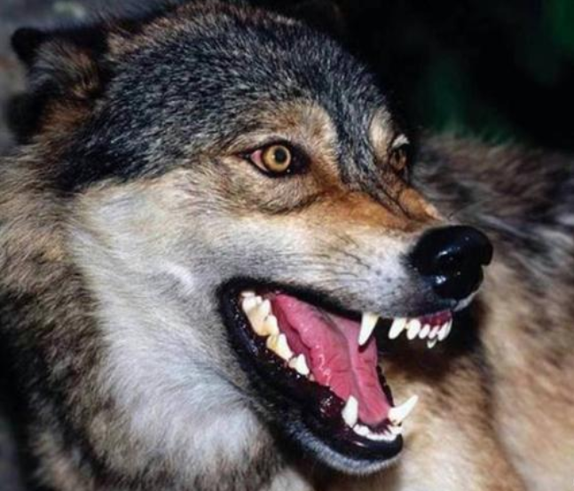 心理学:你第一眼认为哪只狼最凶狠?测你预测危机的能力有多强