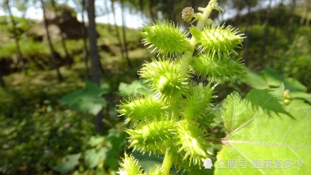 鼻炎克星苍耳子