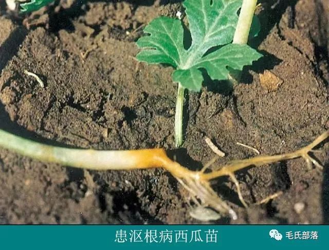 西瓜种植技术西瓜沤根病症状及防治措施