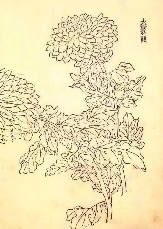 王延格菊谱画菊必备