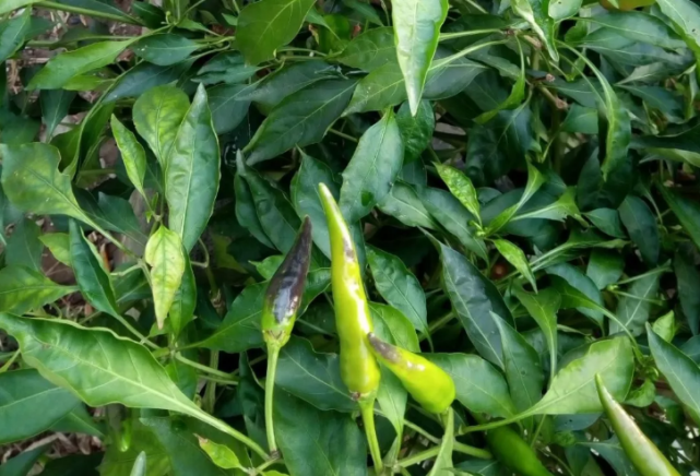 红辣椒果实呈紫红色,应该是辣椒紫斑果,主要是辣椒植株体内缺磷引起的