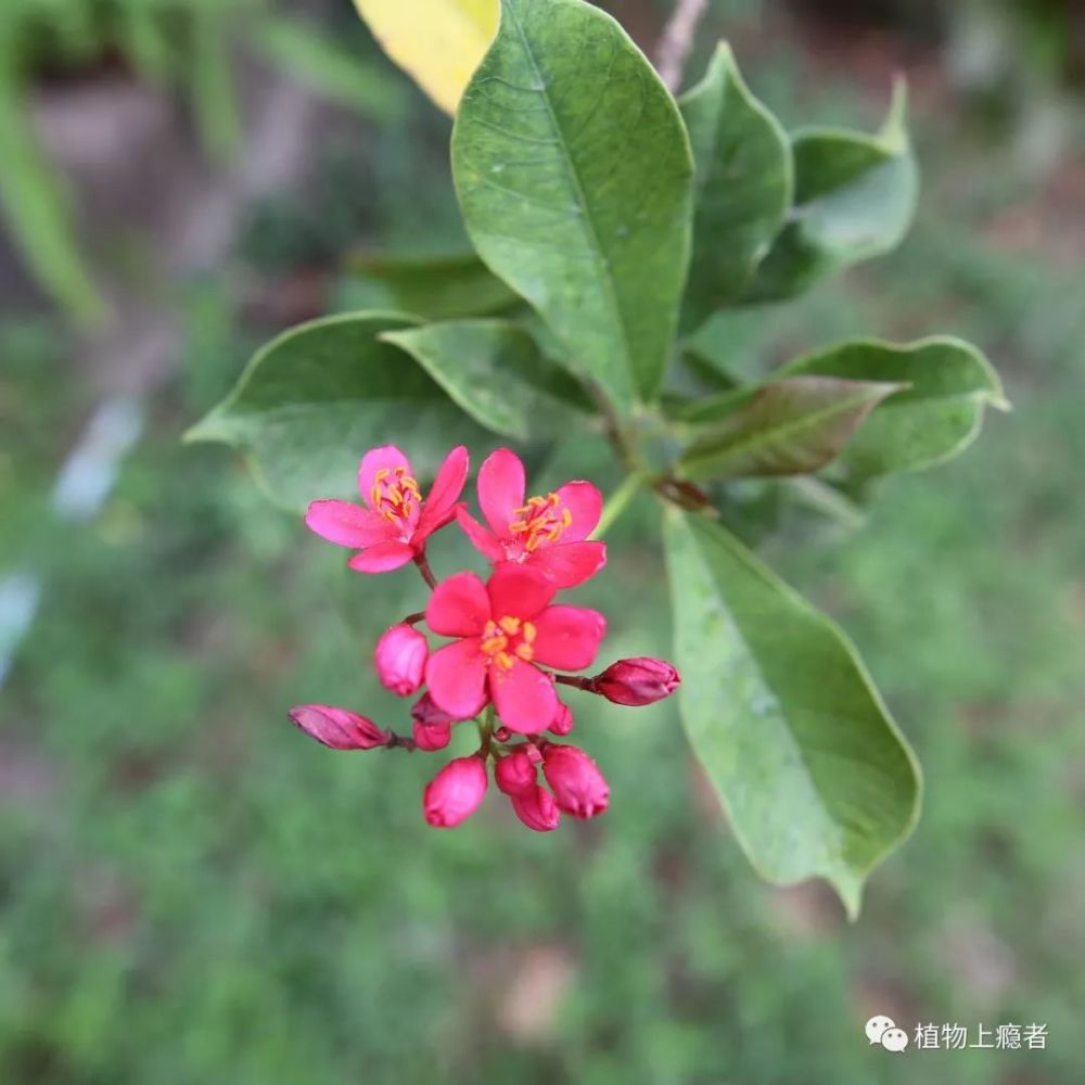 伞房状聚伞圆锥花序,顶生