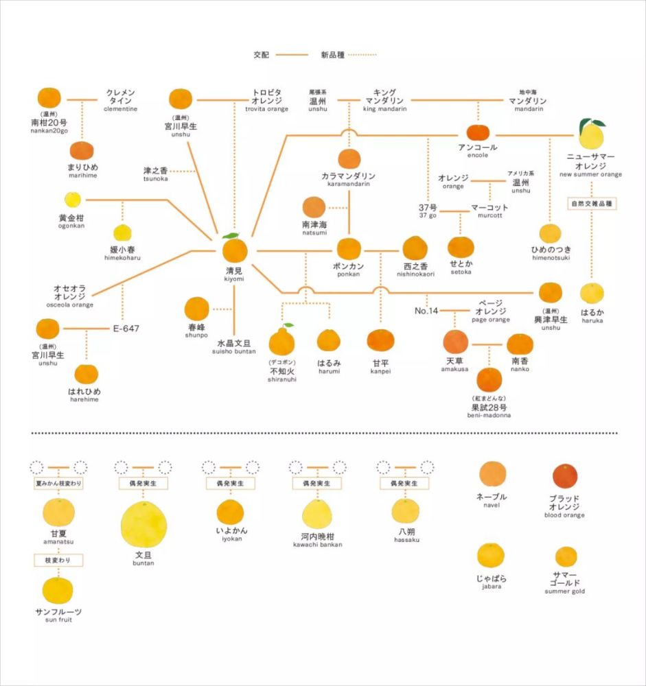 你还在扩种红美人?下一个柑橘爆款了解一下!