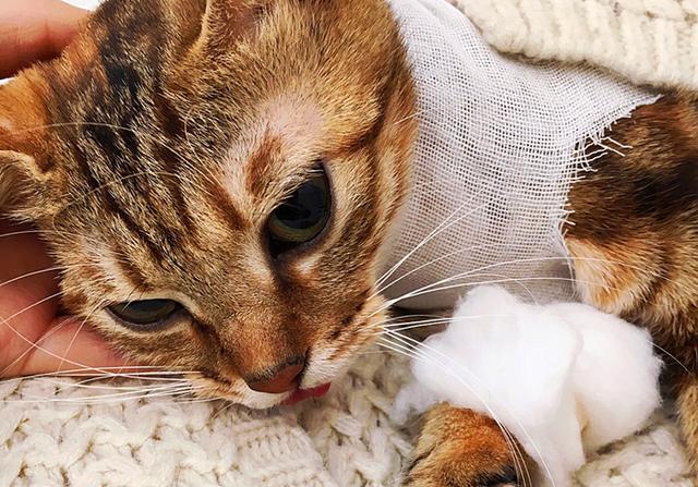 隐爱瘾爱by咬尾巴猫咪 猫咪摇尾巴