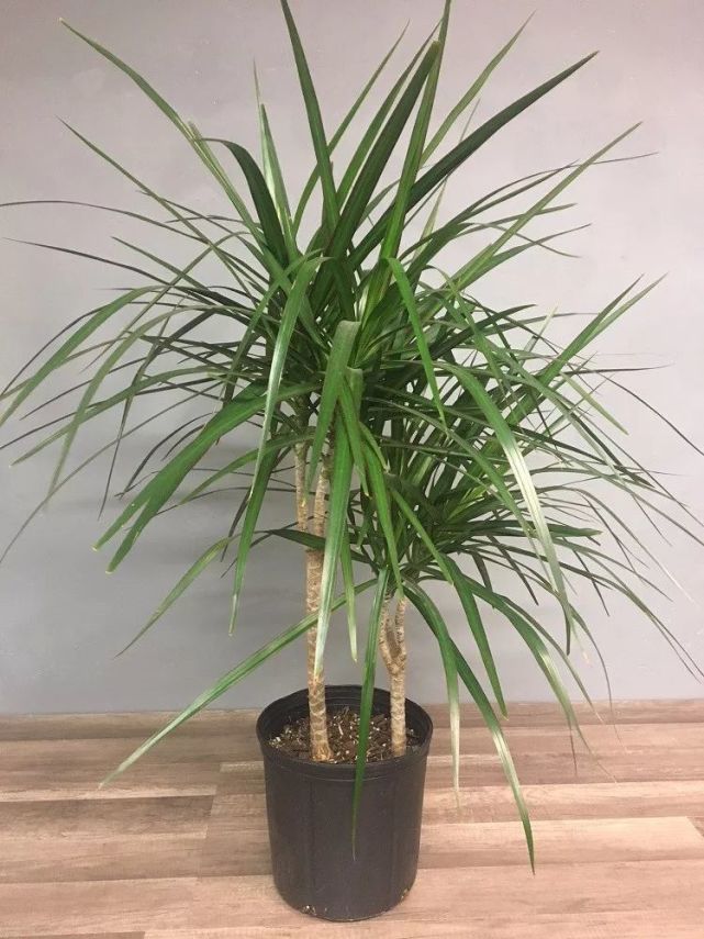 富贵竹的大家族,龙血树属品种欣赏,附养护指南