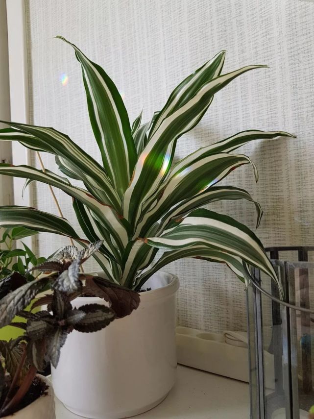 6种常见的龙血树植物,在办公室特别常见,特别容易照顾