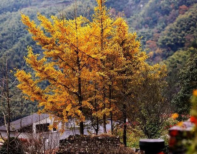 茅镬古村,华东第一古树村落,绚烂静美之至