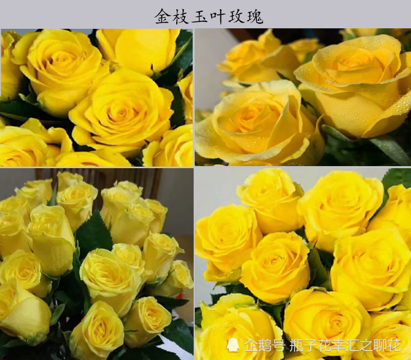 美丽的金枝玉叶玫瑰