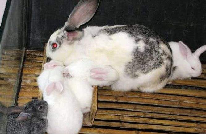 刚出生的小兔子,兔妈妈为什么要把兔宝宝咬死?看完涨见识了
