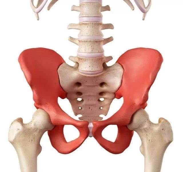 一般看到的骨盆结构如下图,上方是脊柱,下方是股骨,骨骼与骨骼之间