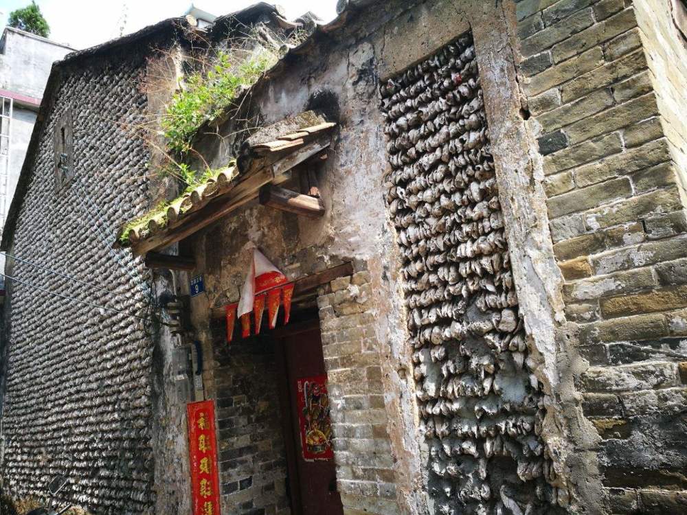 中国最能"吃生蚝"的村子,一年吃掉50万斤,用生蚝壳造房子!