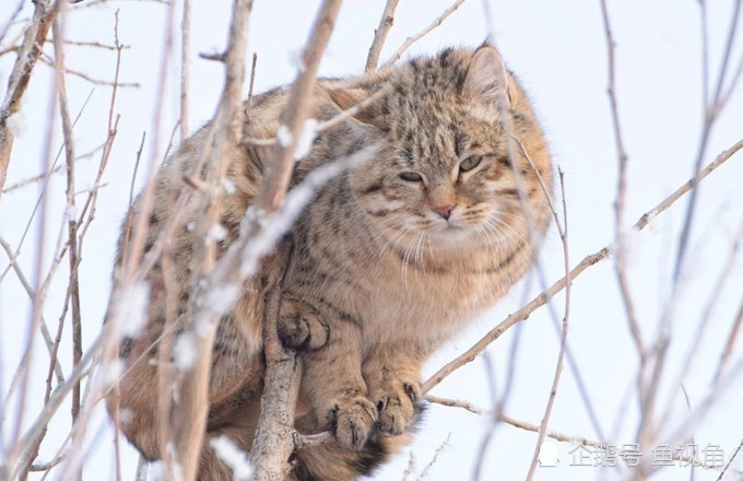 (felis silvestris ornata,又名 草原斑猫,俗名有沙漠斑猫,土狸子等