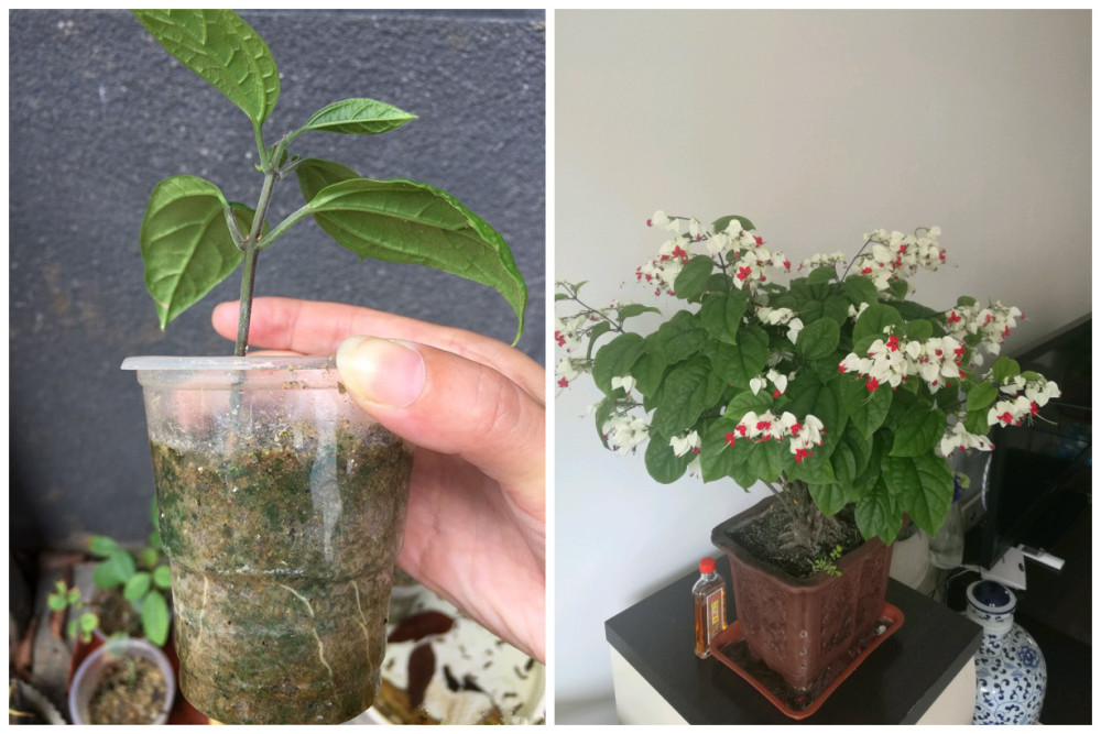 龙吐珠没有休眠期,四季可栽培,枝条扦插就能活,强健皮实,好养易管理