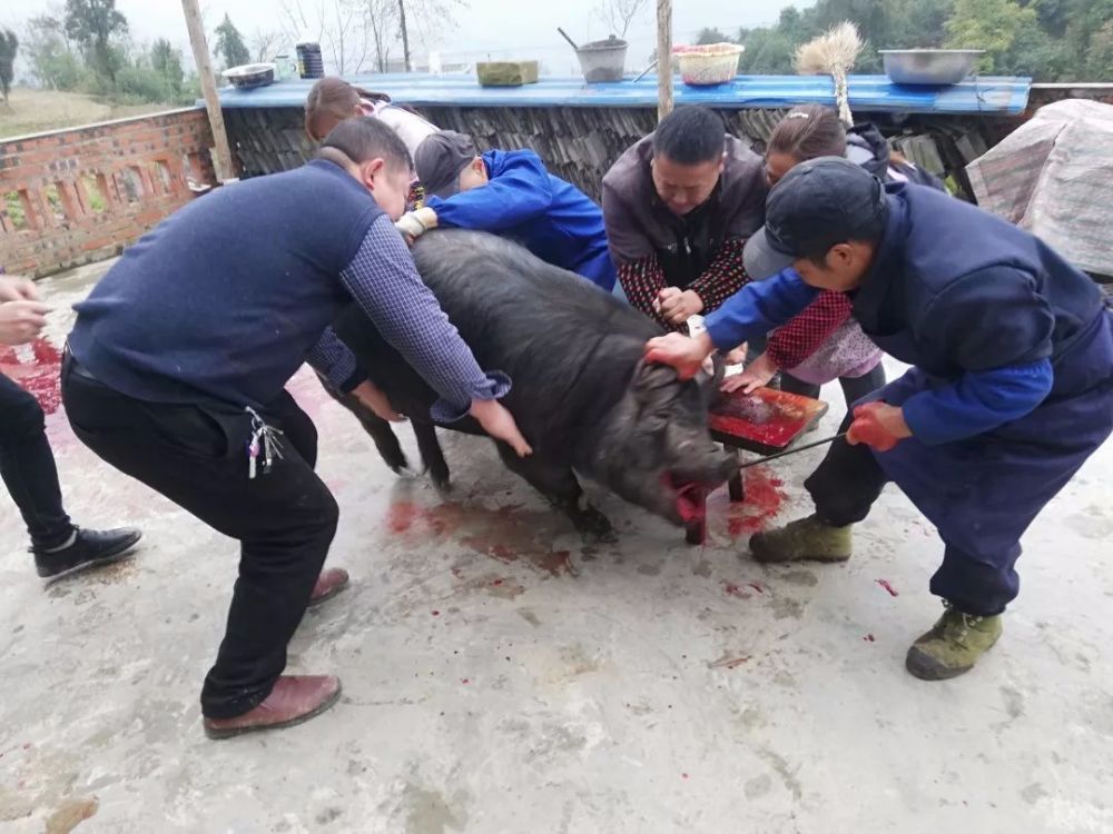 古蔺农村杀年猪装香肠炕腊肉想吃吗