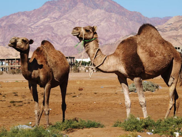 澳大利亚洲射杀1万只骆驼很残忍,当你了解这些后就不