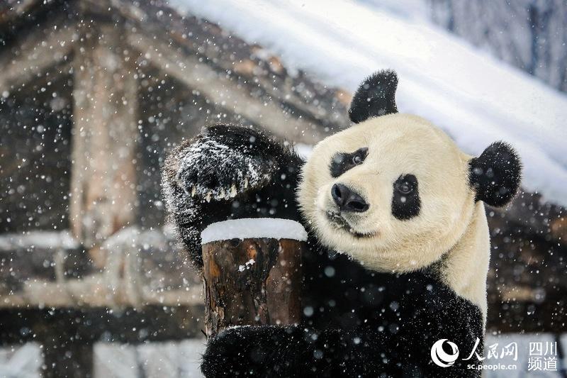 耍安逸了!成都大熊猫娅双,二喜享受"雪季"