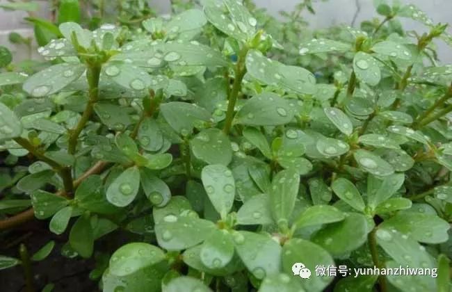 马齿苋能治疗白发吗?
