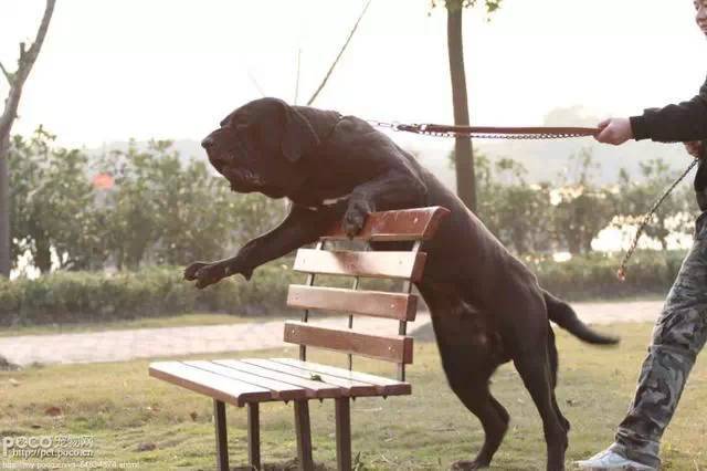 8,拿波里獒犬(neapolitanmastiff) 黑帮杀人清尸狗大部分资料说这种狗