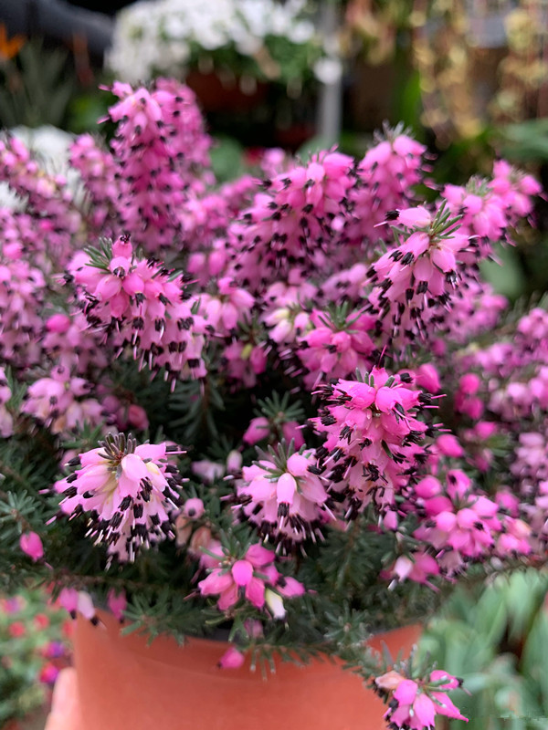 最耐寒的观赏花卉,东北也能养,花朵好看花期长,冬天养