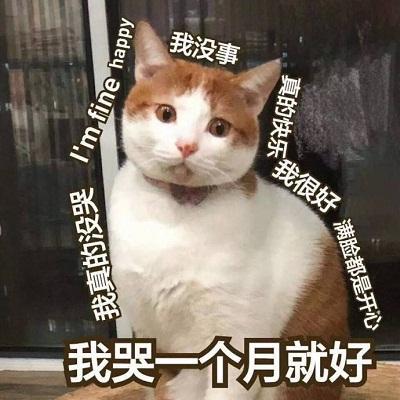 表情包:在干嘛呢,咋不回我消息哦
