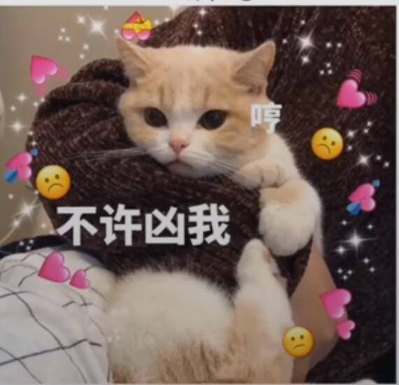 表情包:在干嘛呢,咋不回我消息哦