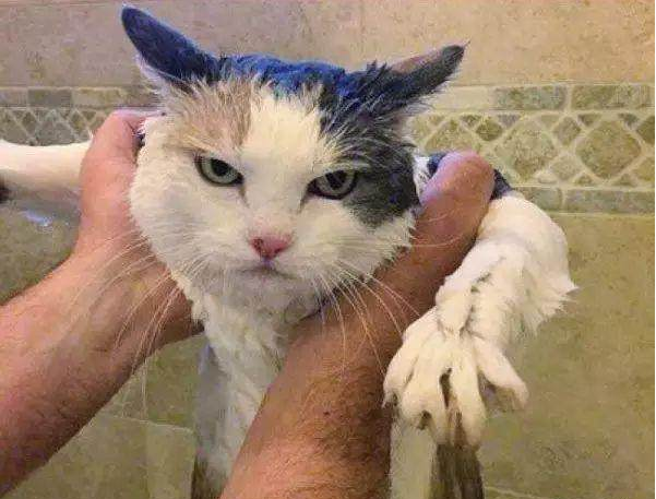 来说说养猫的好处和坏处各有哪些?